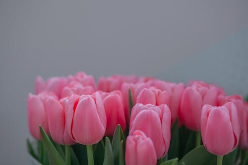 Close-up of a Bunch of Pink Tulips 
