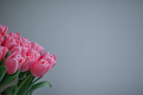 Immagine gratuita di avvicinamento, bouquet, fiori