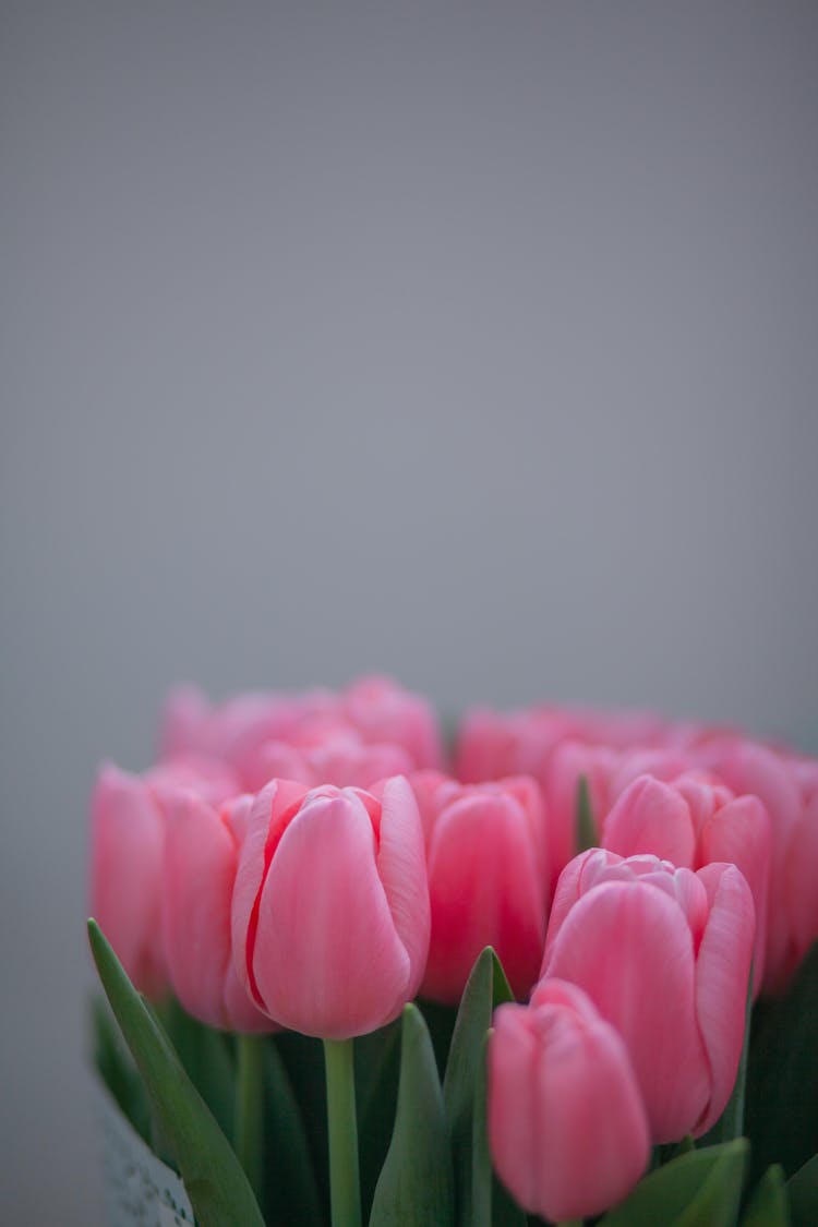 Bouquet Of Pink Tulips