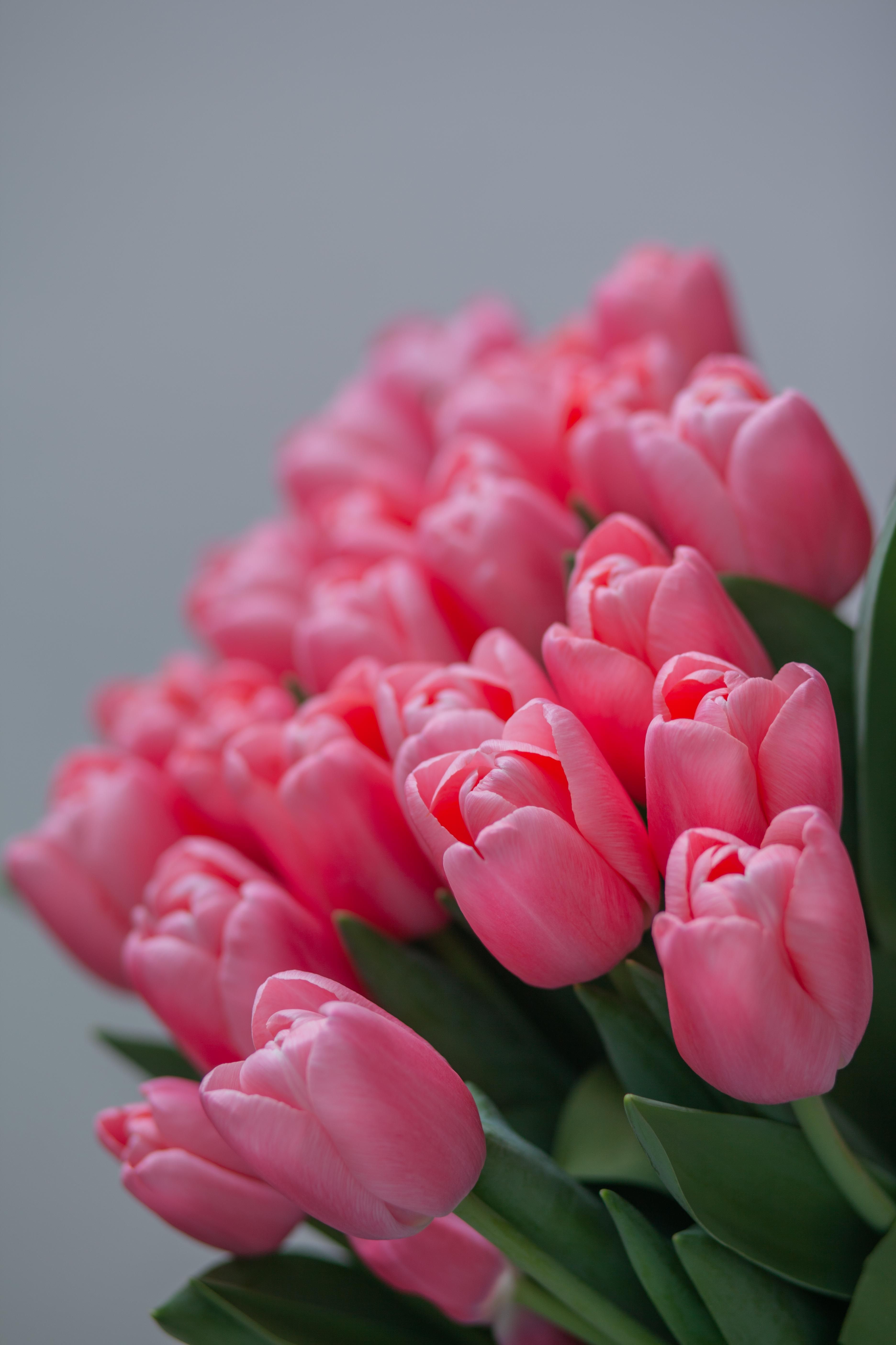 Bouquet of Pink Tulips · Free Stock Photo