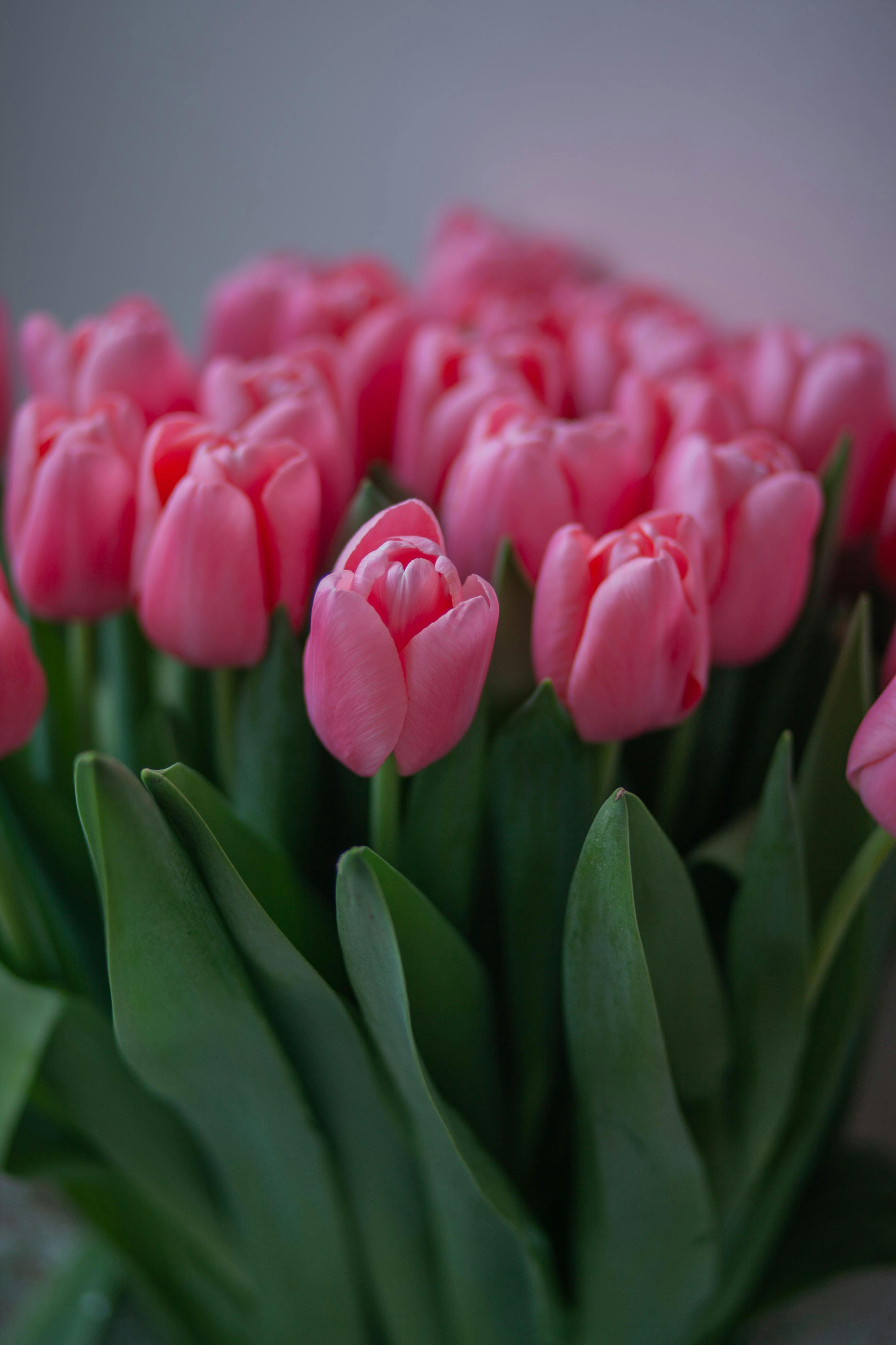 Pink Tulips Background Photos, Download The BEST Free Pink Tulips ...
