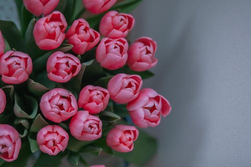 A Bouquet of Pink Tulips 