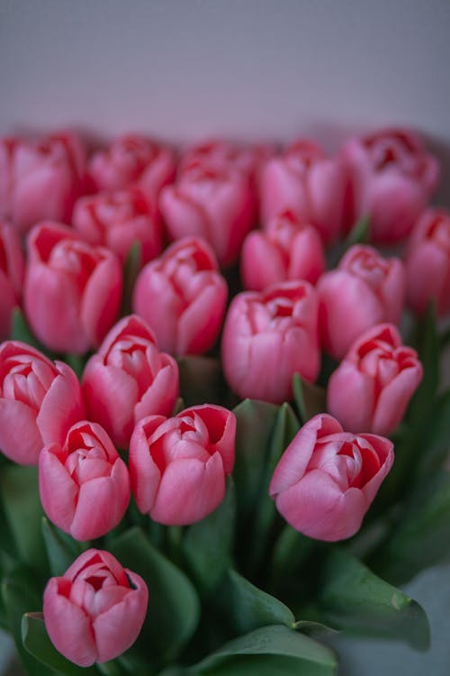 Free Pink Flowers in Close Up Photography Stock Photo