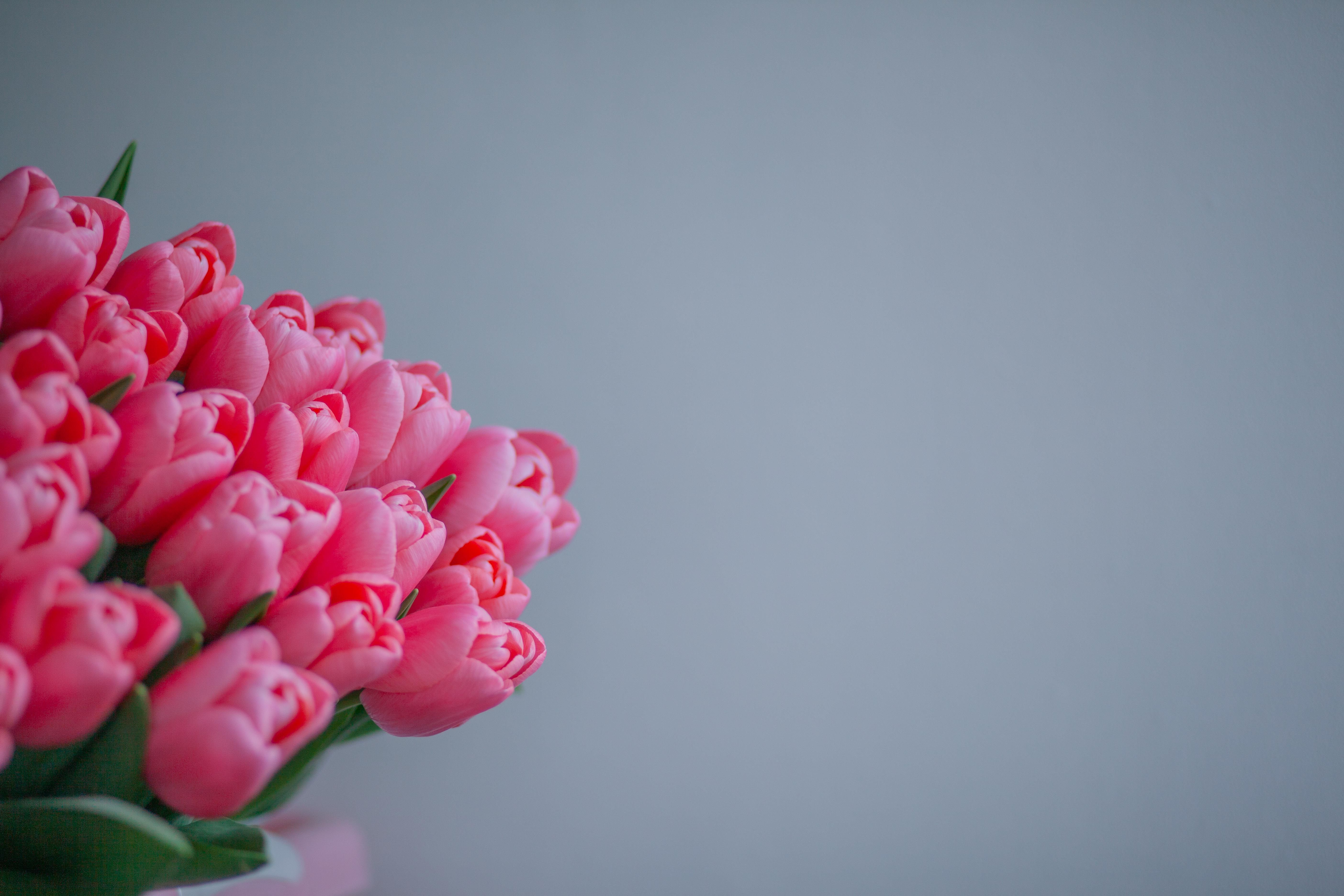 Pink Tulips in Bloom · Free Stock Photo