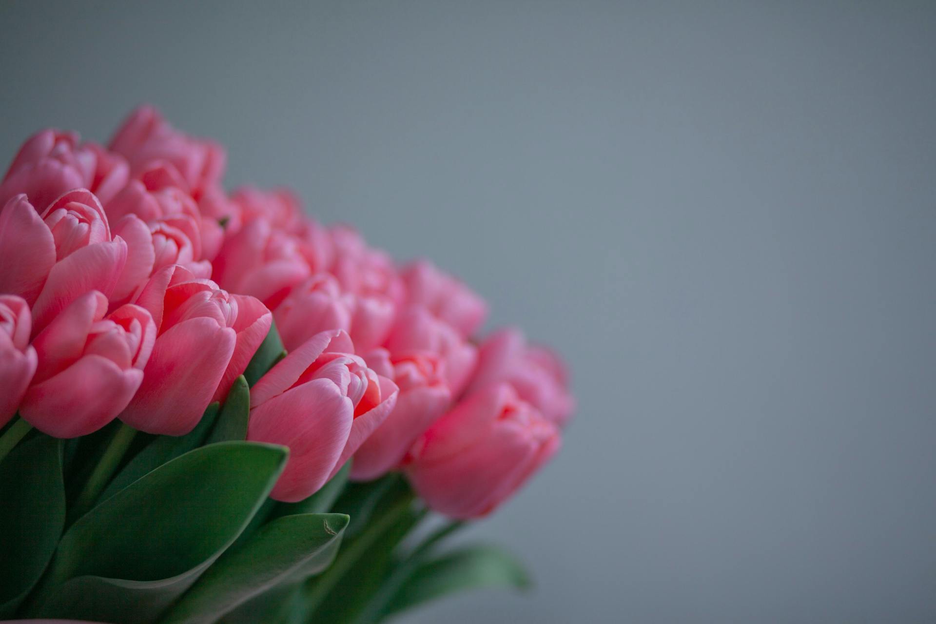 Bouquet of Pink Tulips