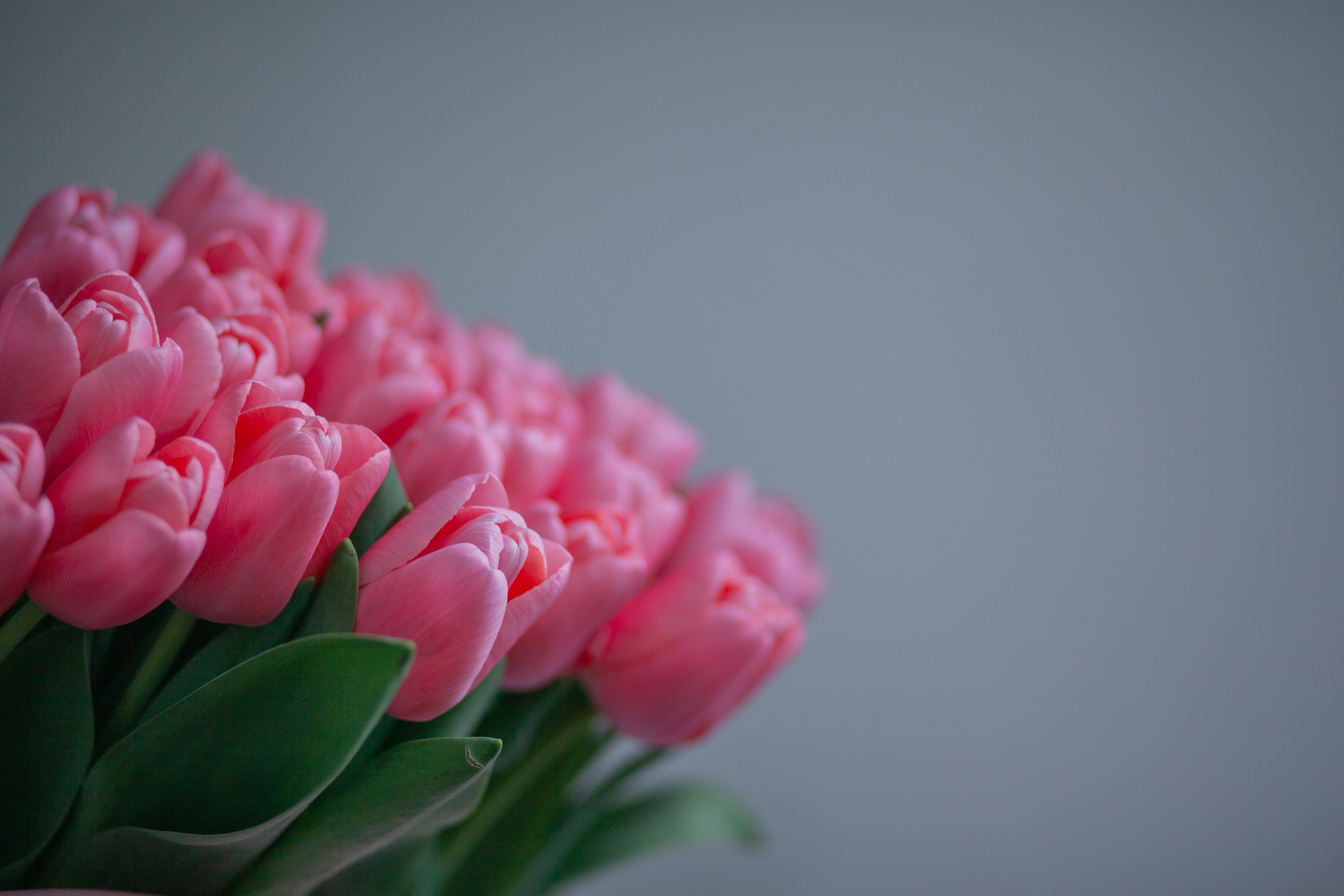 Bouquet of Pink Tulips · Free Stock Photo