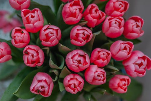 Close-Up Shot of Pink Tulips 
