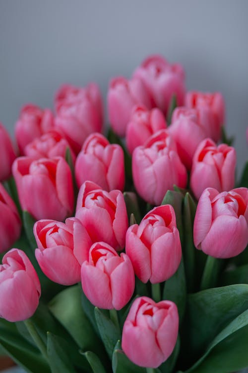 Free Pink Flowers in Close Up Photography Stock Photo