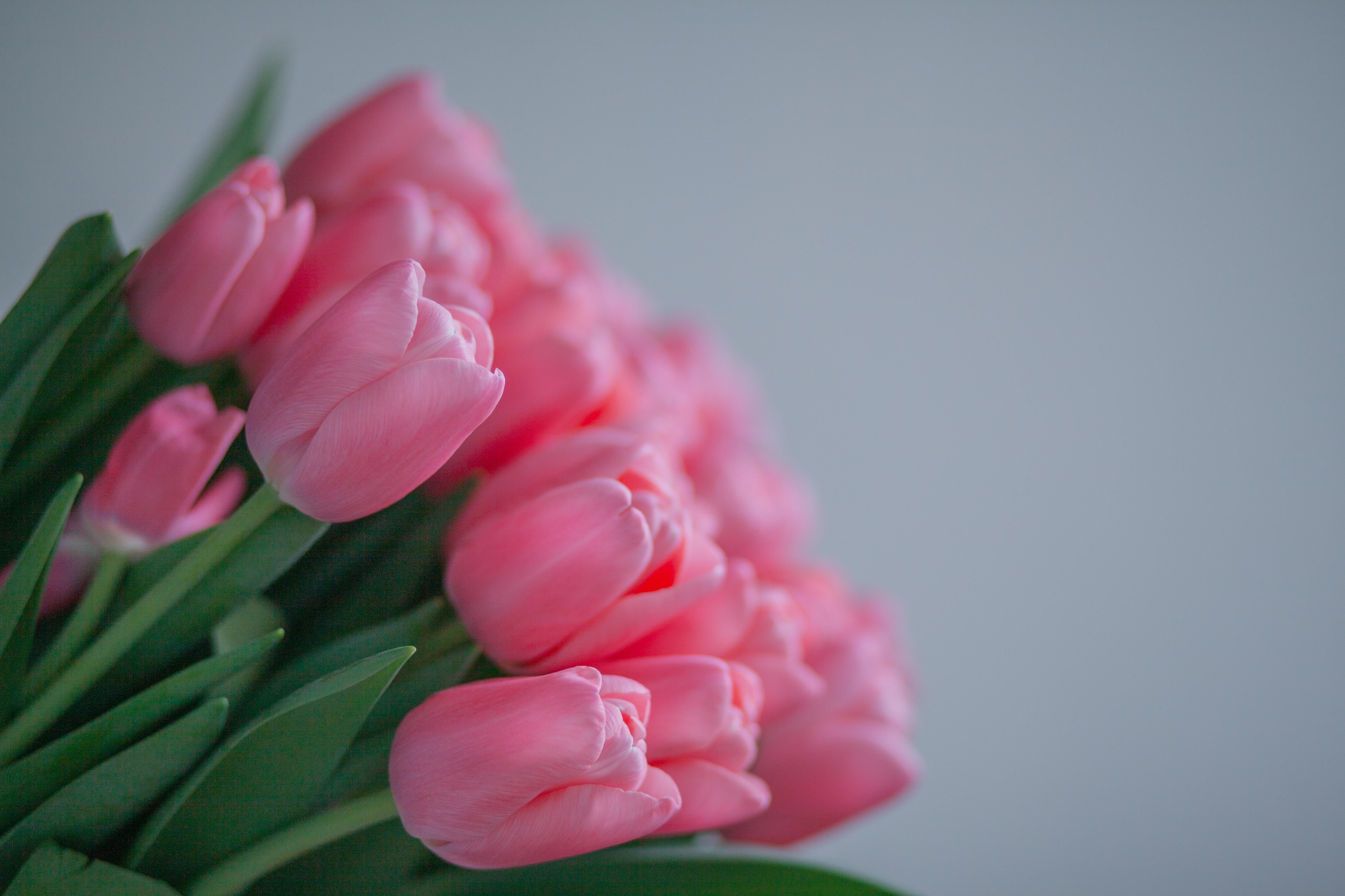 Bouquet of Pink Tulips · Free Stock Photo