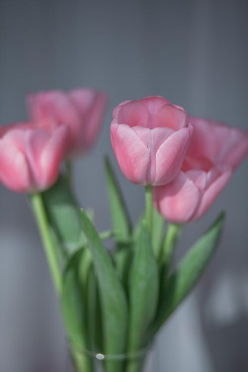 Pink Tulips in Close Up Photography