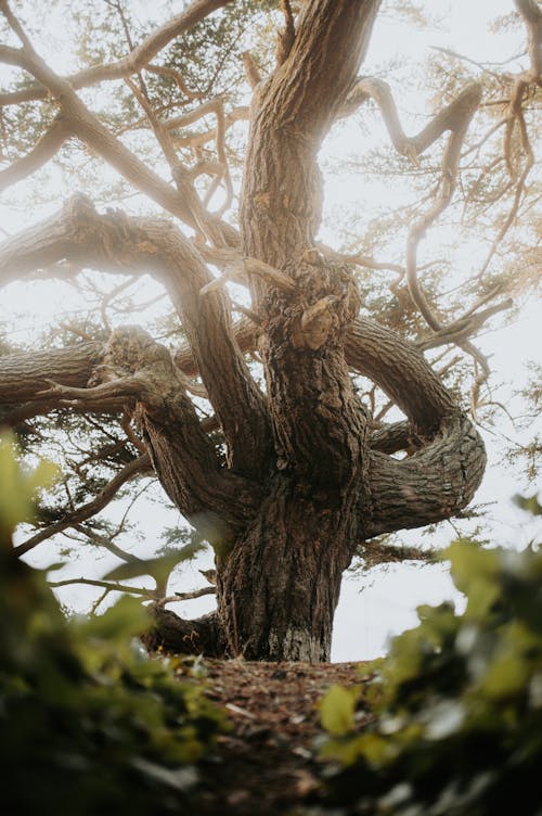 Low Angle Shot of a Tree 