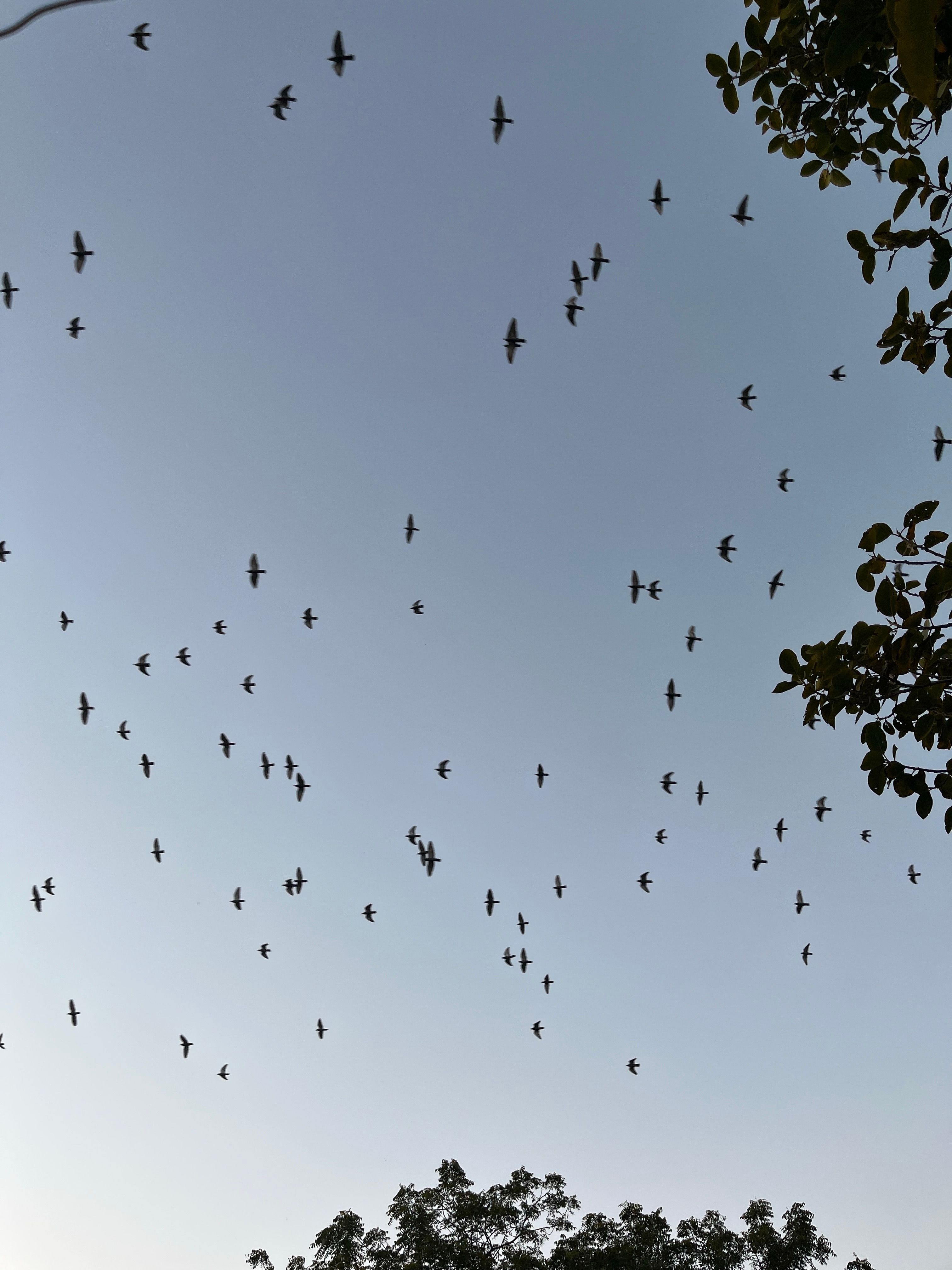 Photo gratuite de ailes, animaux, aviaire, ciel gris, contre plongée ...
