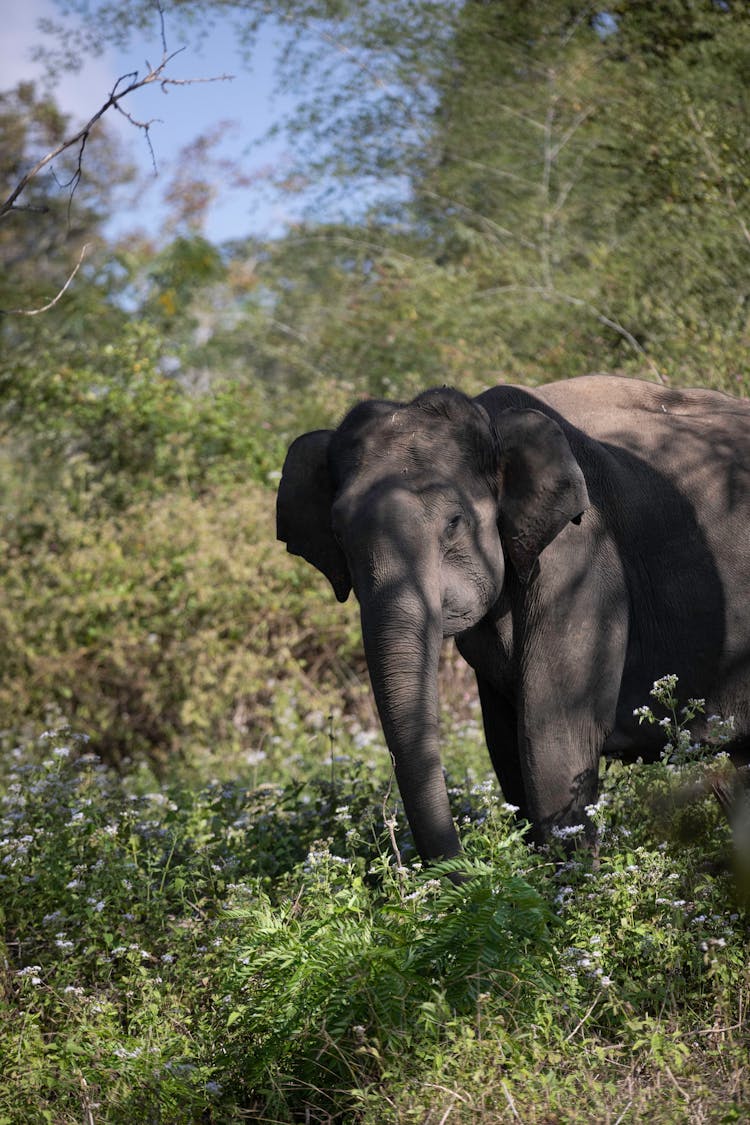 Baby Elephant Standing In Grass