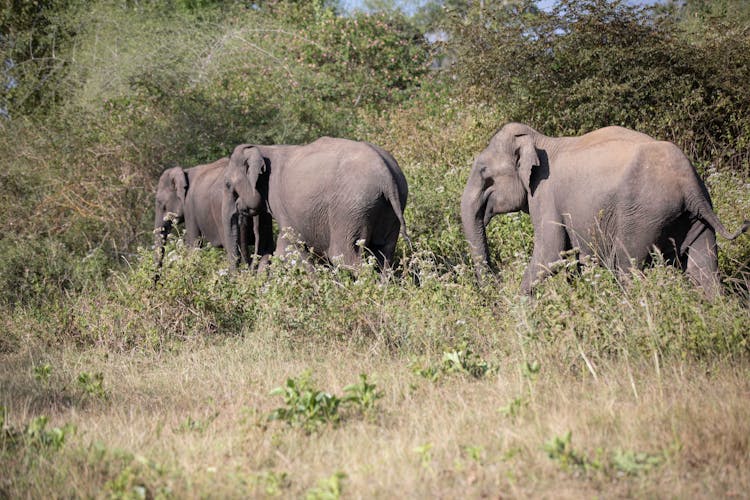 Elephants Walking On Green Grass 