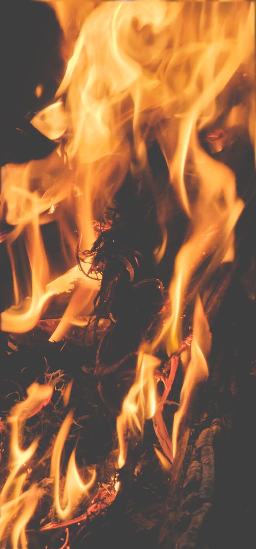 Free stock photo of blazing fire, bonfire, burning wood