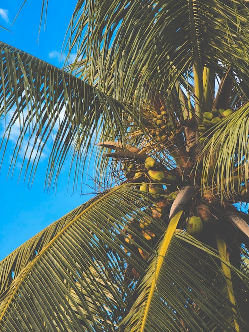 Бесплатное стоковое фото с вертикальный выстрел, голубое небо, кокос