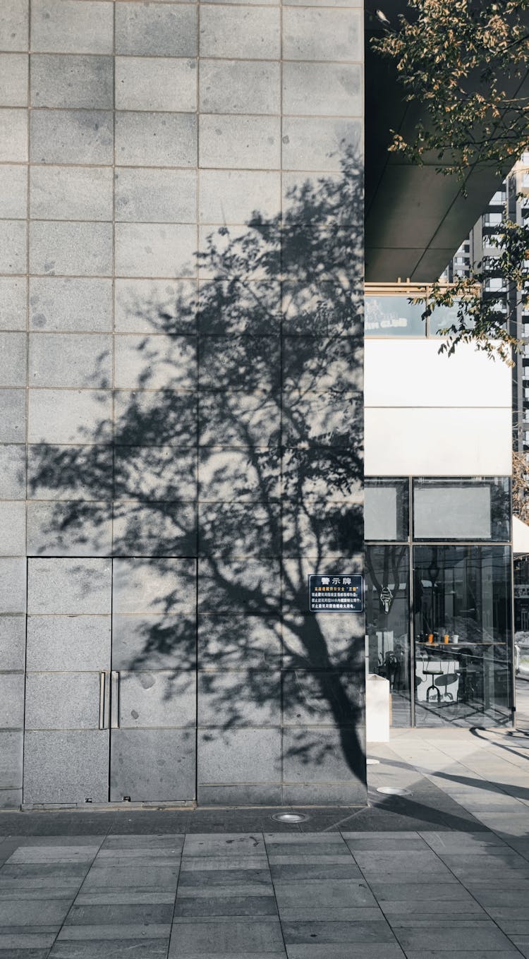 A Shadow Of A Tree On A Concrete Wall Of A Building