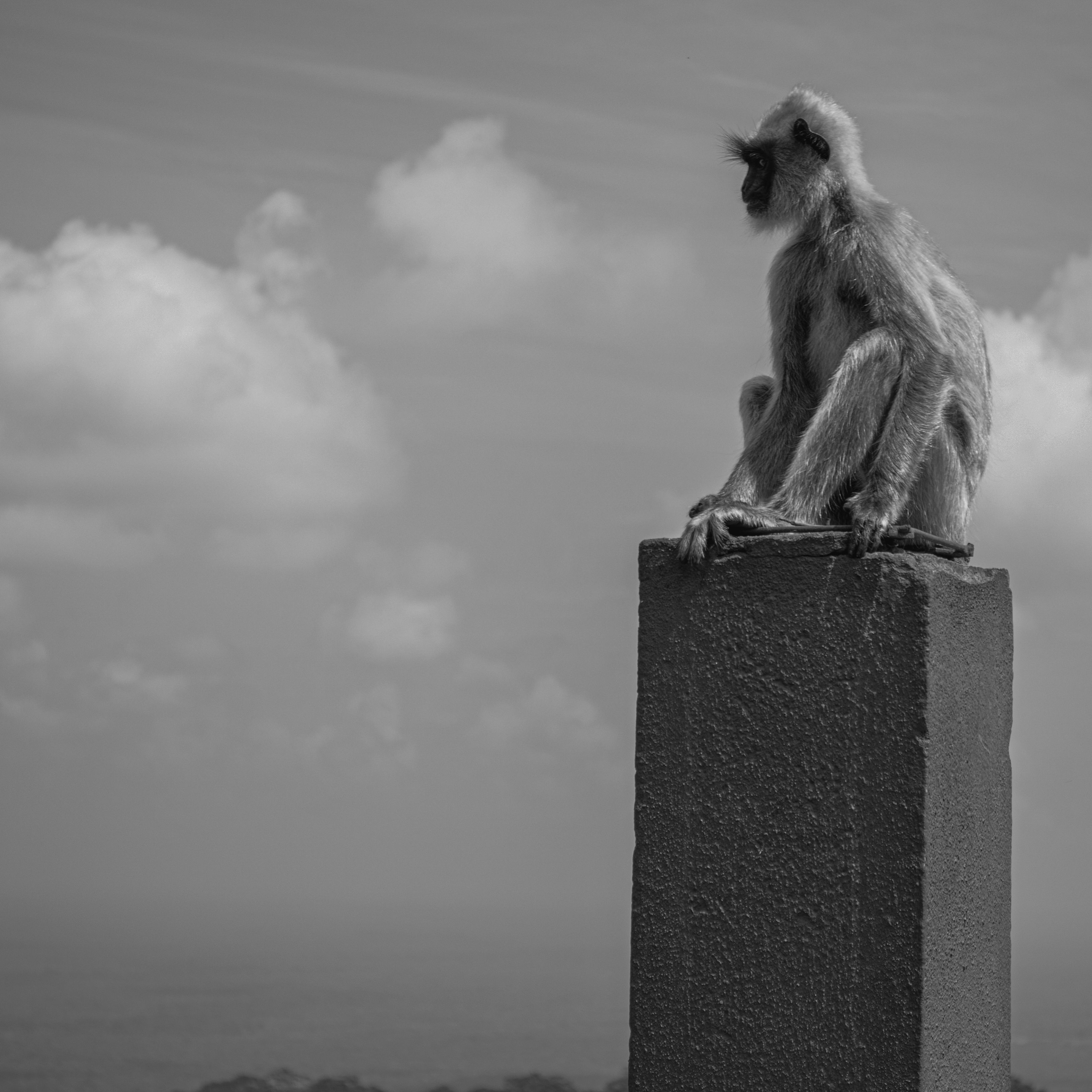 A langur monkey sitting on a pillar with a cloudy sky background.