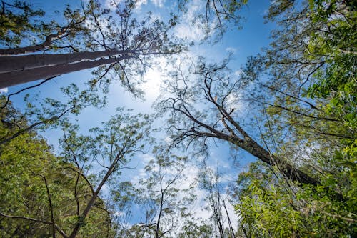 Бесплатное стоковое фото с высокие деревья, зрение червей, лес