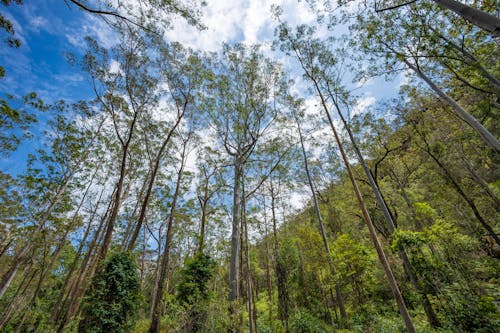 Tall Trees in the Forest 