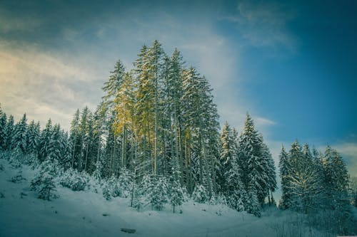 Photos gratuites de à flanc de montagne, contre-plongée, hiver