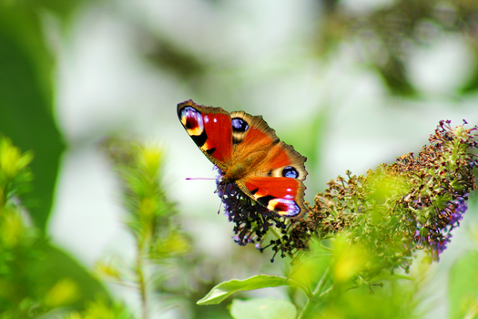 A vibrant peacock butterfly resting on flowers in a lush summer garden.