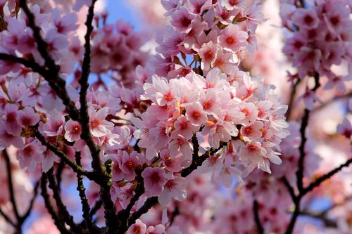 Free Beautiful pink cherry blossoms in full bloom, captured up-close against a clear blue sky. Stock Photo