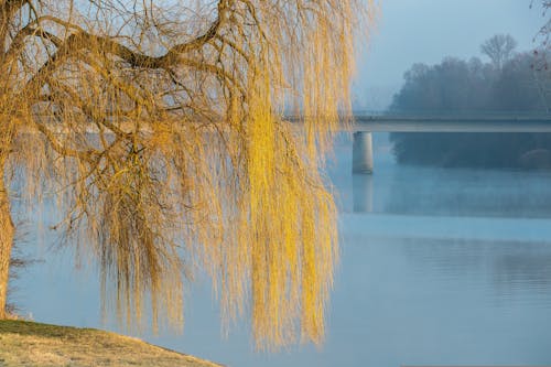 Willow over River in Autumn