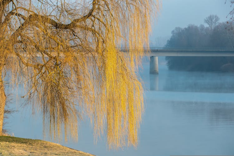 Willow Over River In Autumn