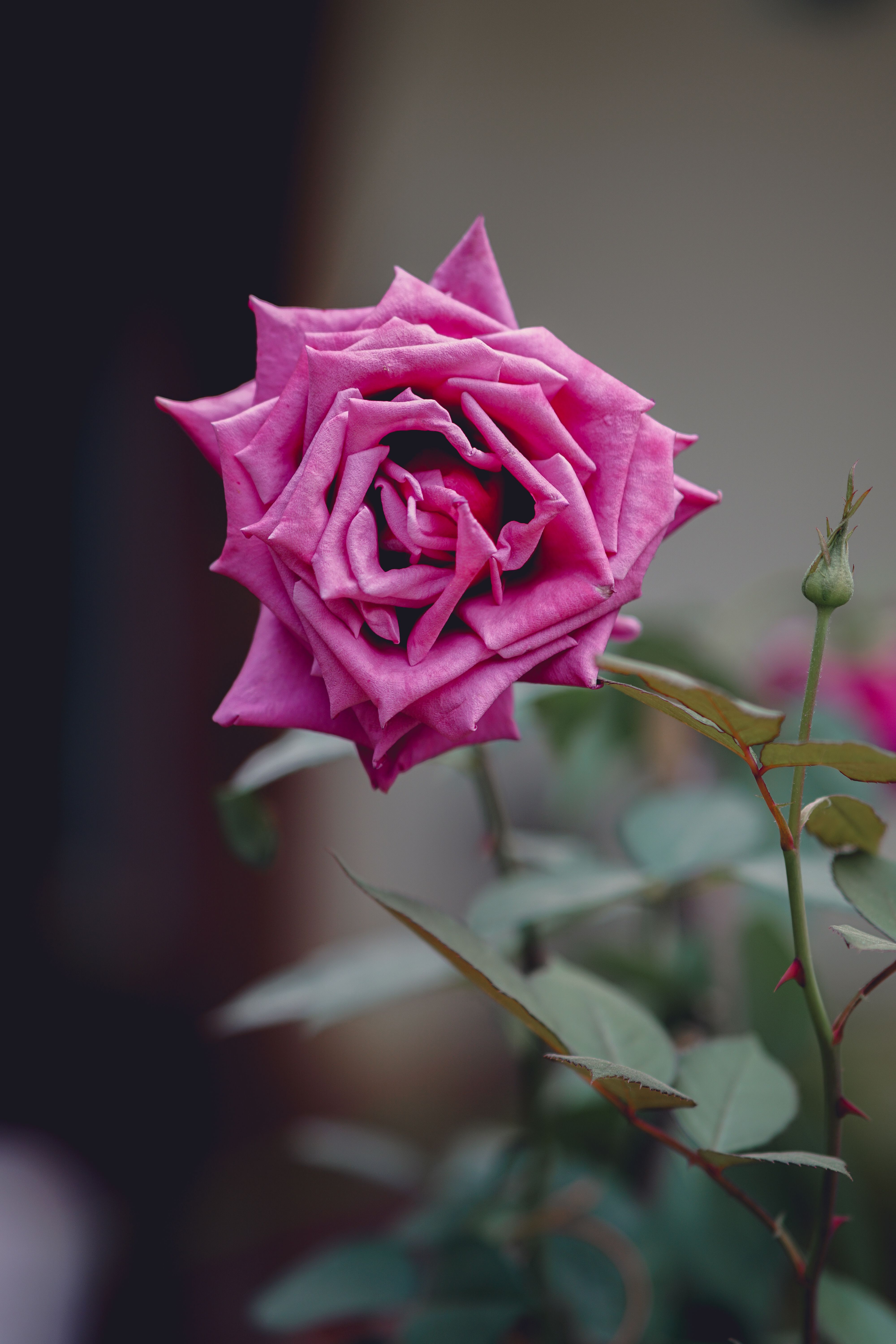 White and Pink Roses in a Translucent Background · Free Stock Photo