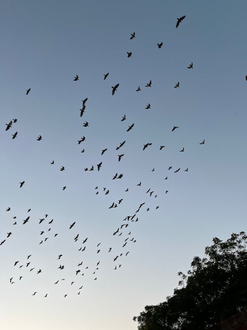 Flock of Birds Flying Under Gray Sky