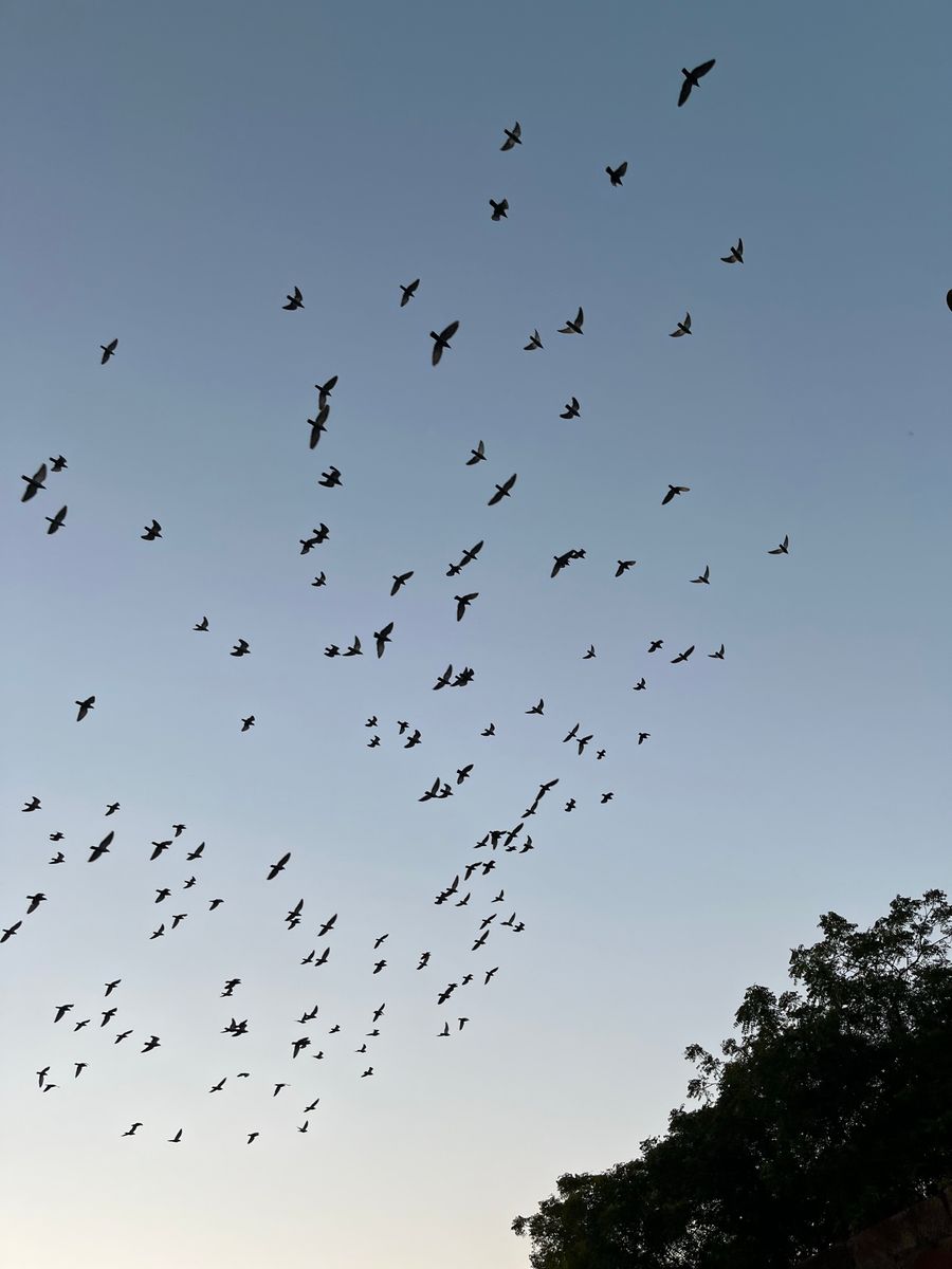 A scattered flock silhouetted against a dusk sky — photo by Ravi Kant on Pexels