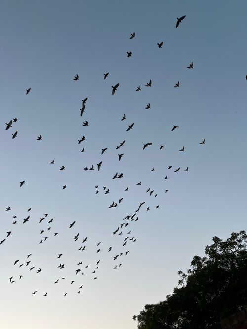 Free Silhouette of a large flock of birds flying against a clear winter sky at sunset. Stock Photo