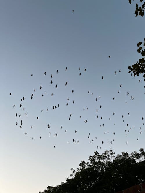 Flock of Birds Flying Under Gray Sky