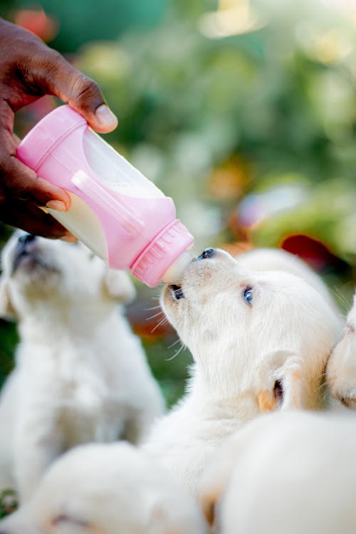 Foto profissional grátis de alimentando, animais de estimação, cachorros