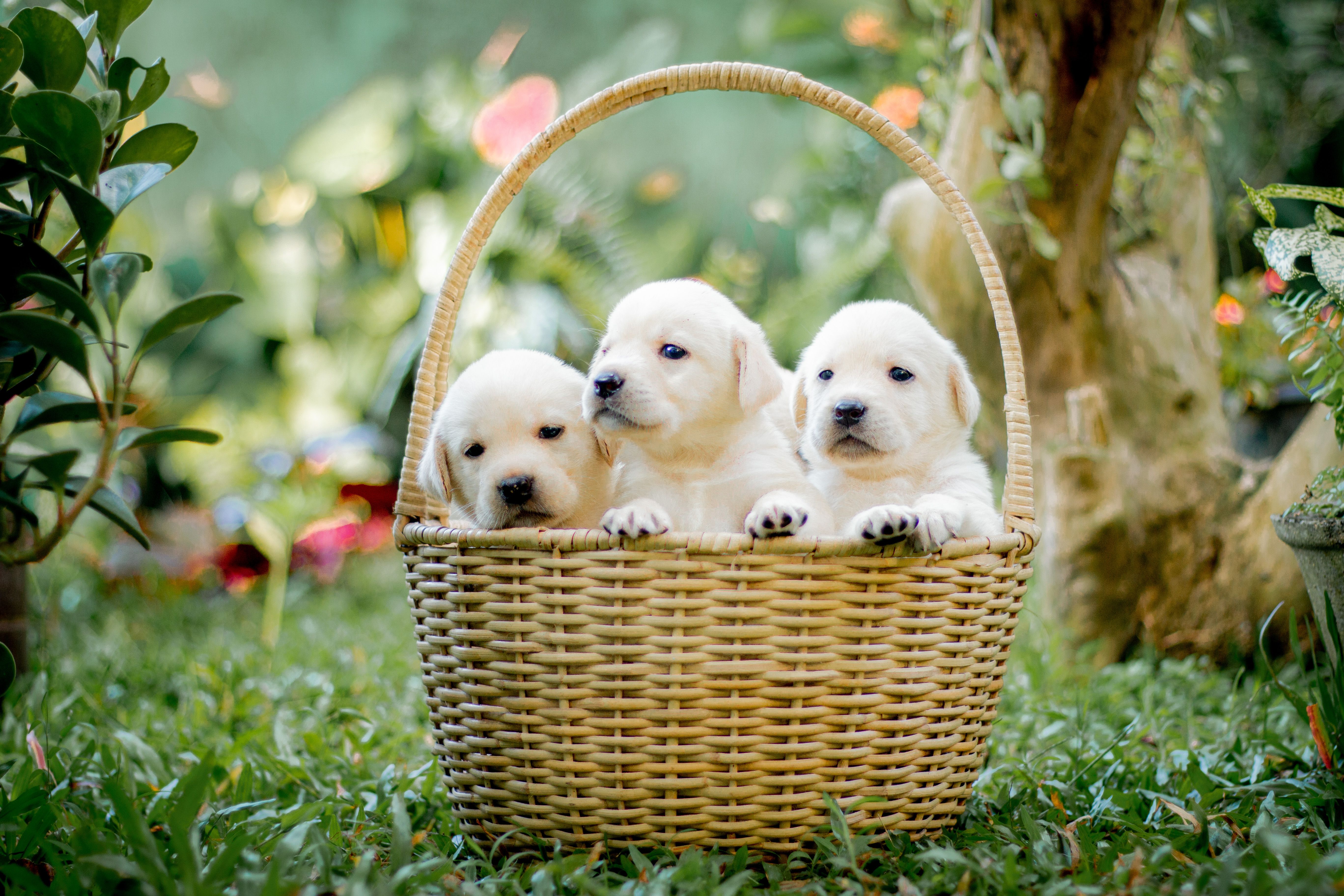 Safe Place To Buy Dogs In Detroit: Ethical Buying Guide