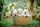 cute pets