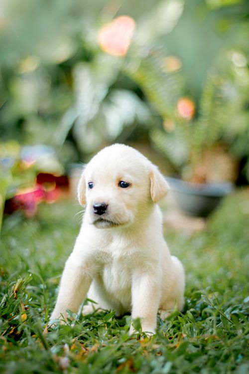 Free Cute Labrador puppy sitting in a garden, surrounded by vibrant foliage and flowers. Stock Photo