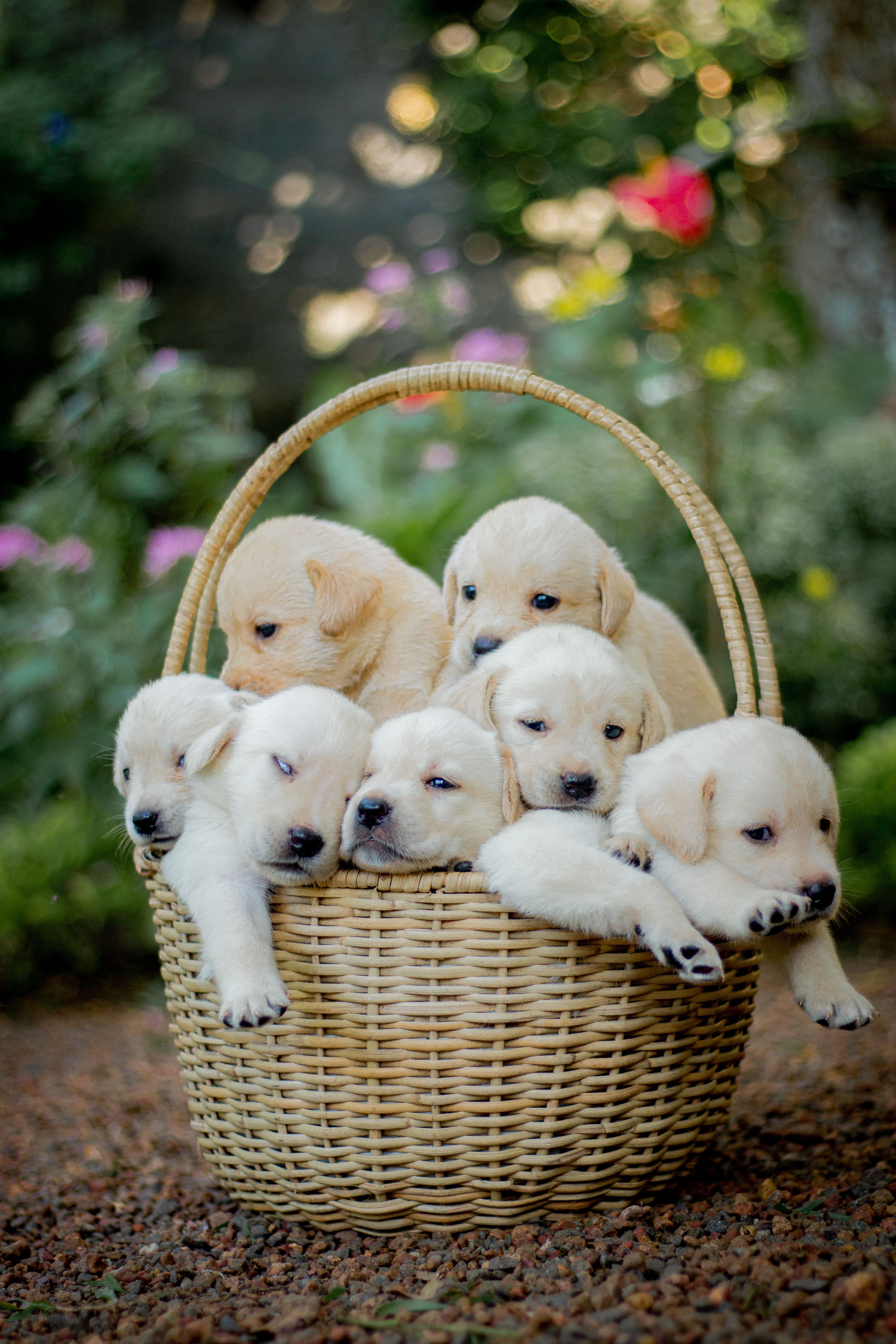 Licensed Pet Stores In Townsville: Responsible Buying Guide