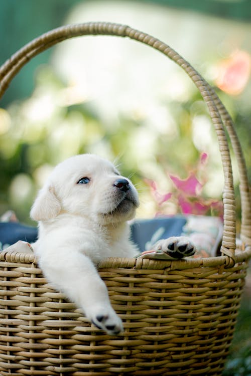 Labrador Puppy in Basket