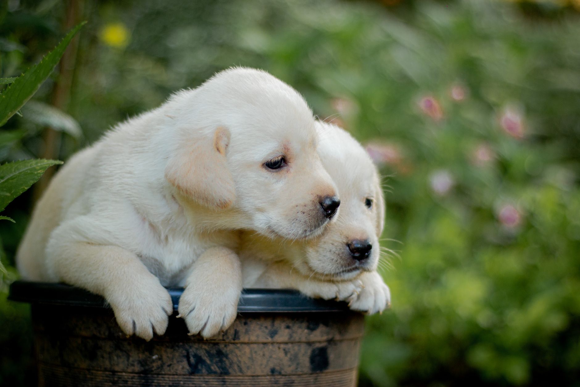 Large-Breed Puppy Nutrition and Feeding Station