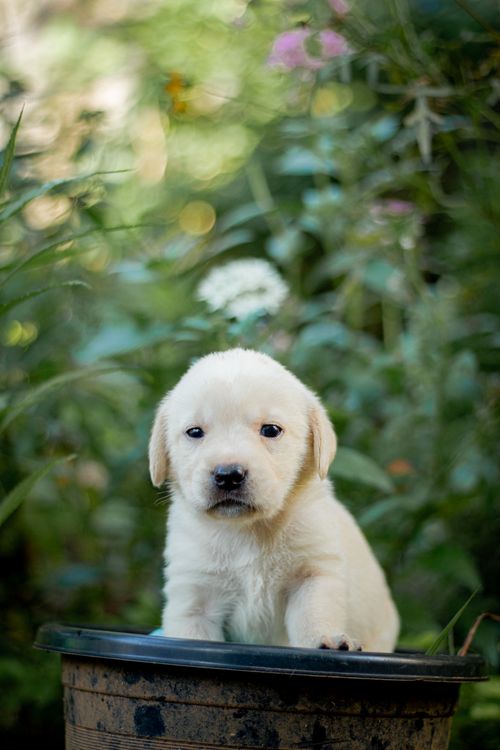 Free Cute Labrador Retriever puppy sitting in a garden pot outdoors. Stock Photo