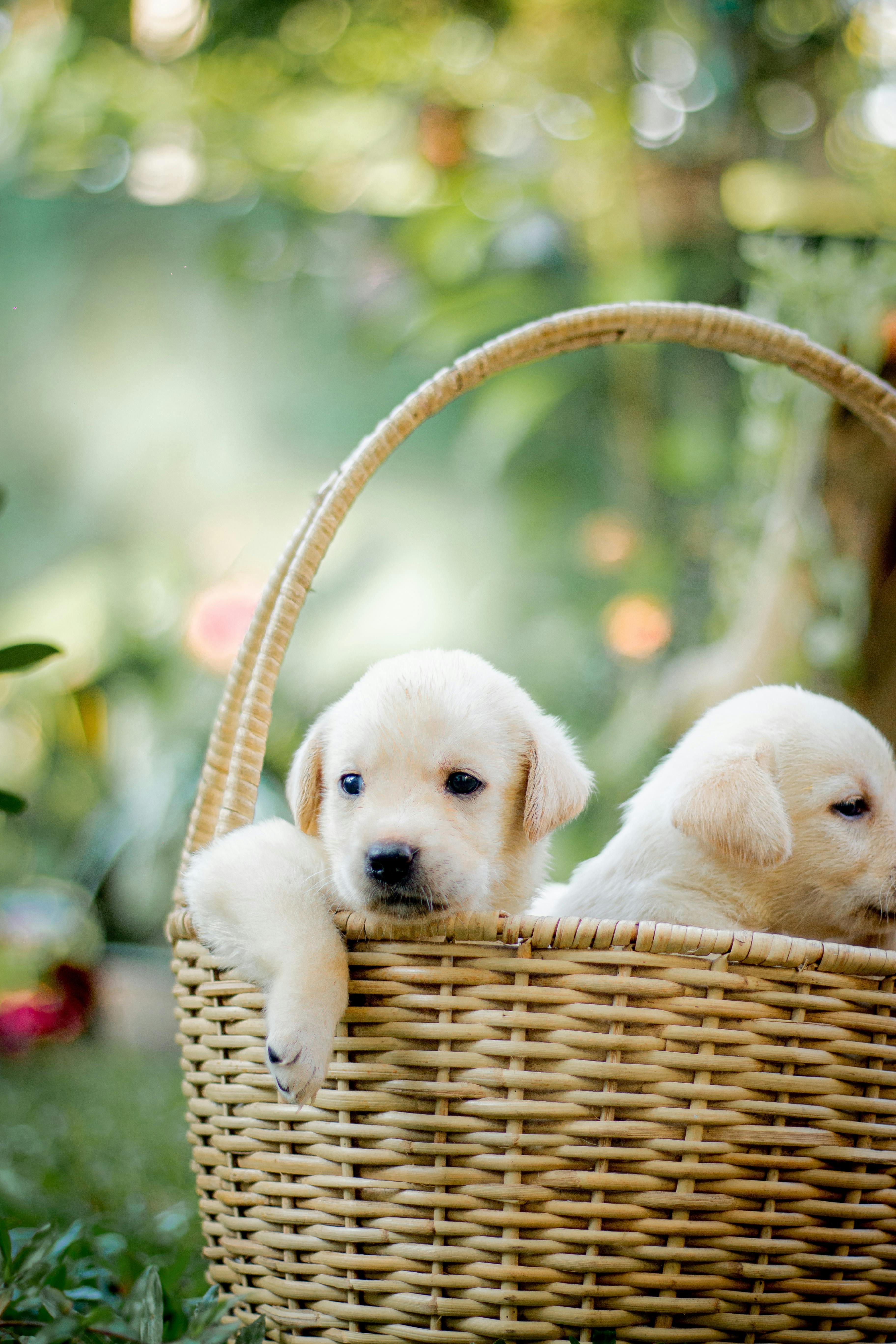 Basket puppies best sale