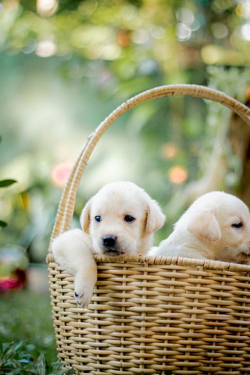 Free Cute Labrador Retriever puppies sitting in a wicker basket in a garden setting. Perfect for pet lovers. Stock Photo