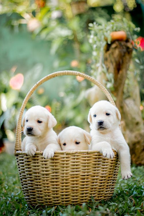 Free Three cute Labrador puppies sitting together in a wicker basket on a grassy lawn. Stock Photo