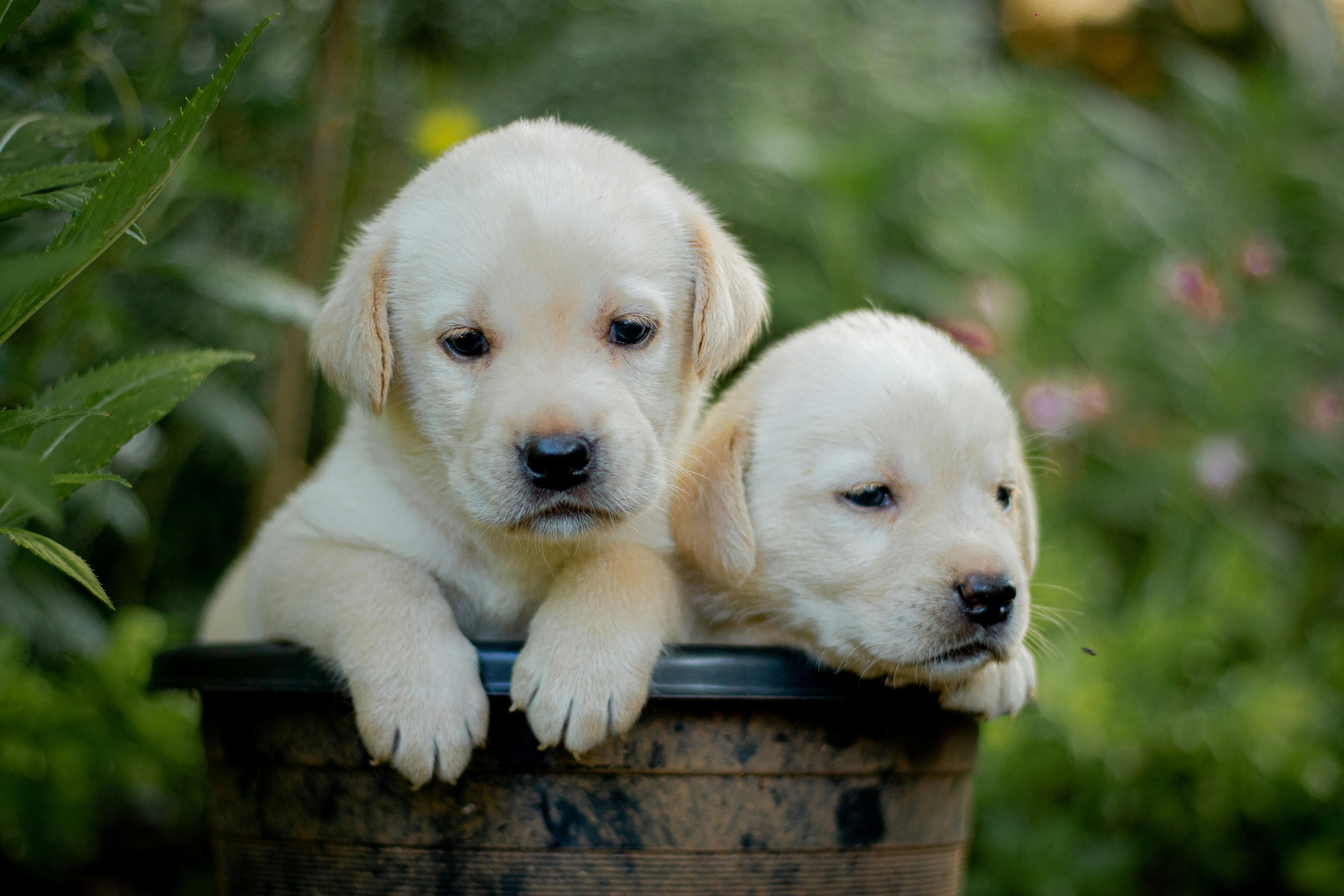 Foto gratuita di animale, animale domestico, avvicinamento, cani, canino,  carino, cestino, cuccioli, fotografia di animali, labrador retriever