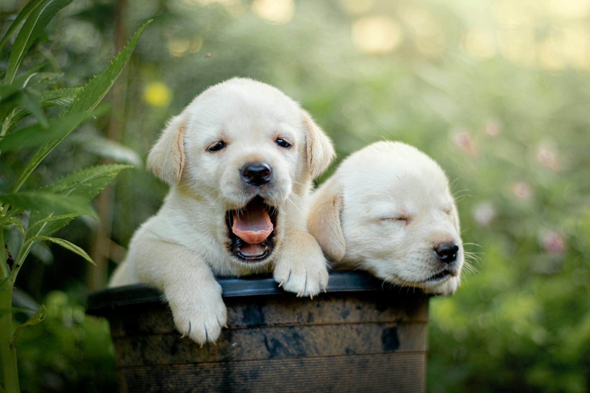 En närbild av labradorretrievervalpar