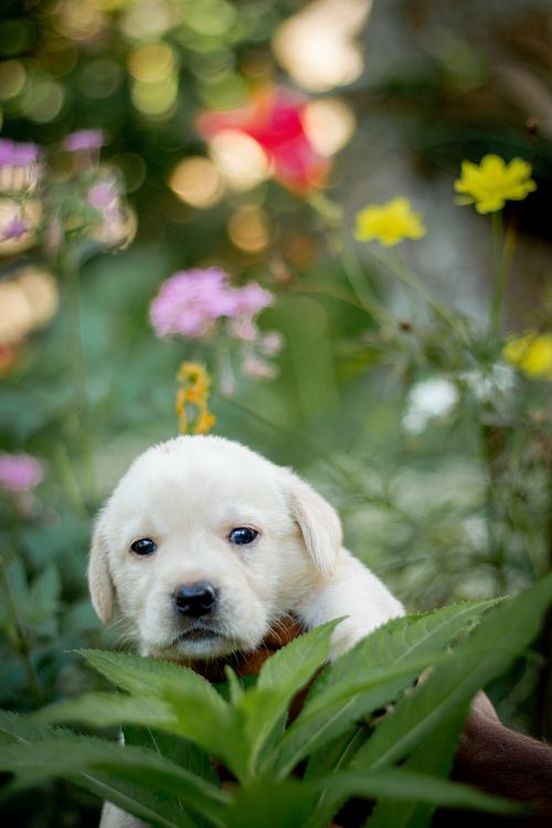 Free Cute Labrador Retriever puppy nestled among colorful garden flowers. Stock Photo