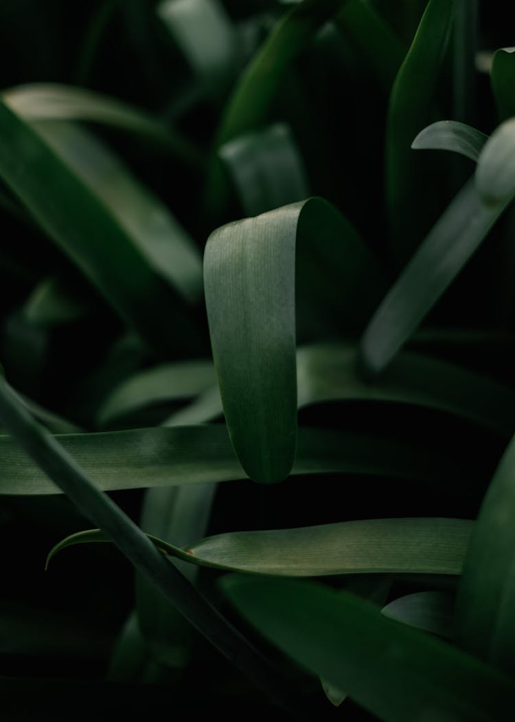 Green Plant Leaves