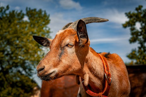 бесплатная Бесплатное стоковое фото с альпийская коза, домашние животные, домашний скот Стоковое фото